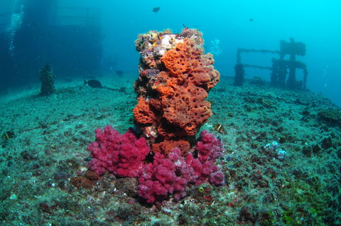 HMAS Brisbane Dive Site - Holiday Byron Bay 0