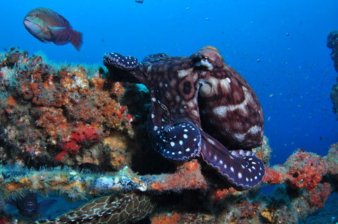 HMAS Brisbane Dive Site - Holiday Byron Bay 2