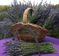 Rustique Lavender Farm - Holiday Byron Bay