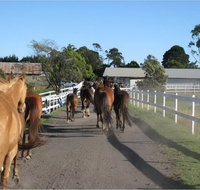 Darkes Forest Riding Ranch