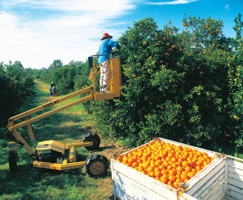 Gayndah's Big Orange - Holiday Byron Bay 0