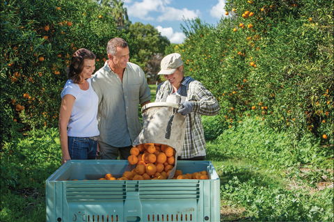 Gayndah's Big Orange - Holiday Byron Bay 1