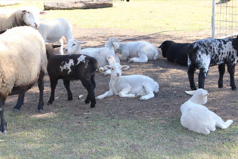 Haigslea EWE Nique Hobby Farm - Holiday Byron Bay 1