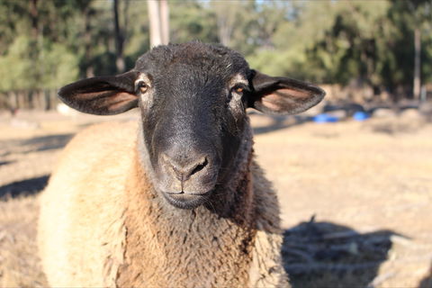Haigslea EWE Nique Hobby Farm - Holiday Byron Bay 2