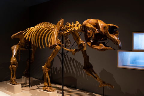 Megafauna Central - Holiday Byron Bay 1