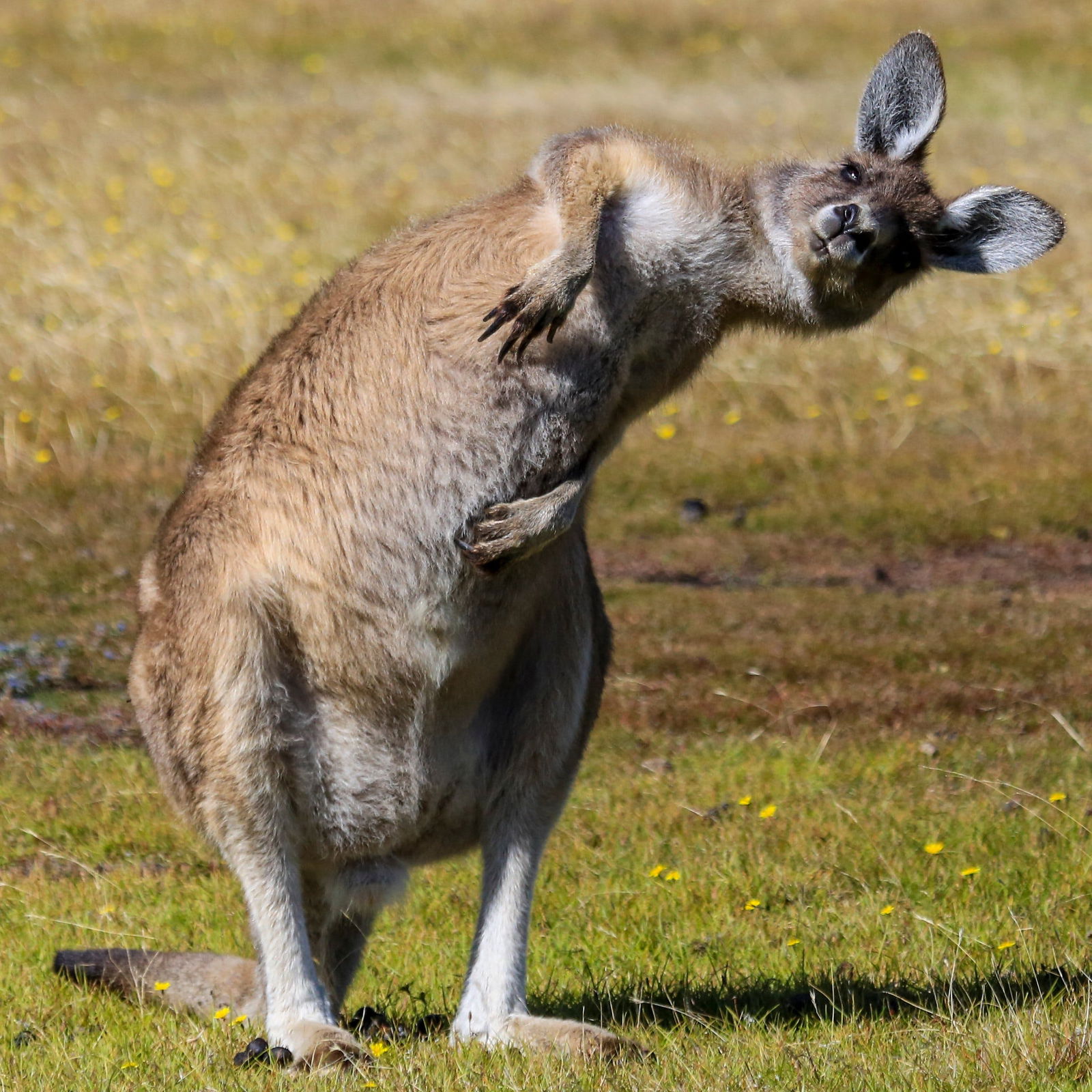 Harford TAS Holiday Byron Bay