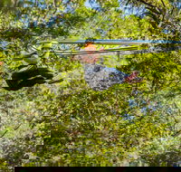 TreeTop Crazy Rider - Holiday Byron Bay