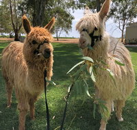 Visit an alpaca farm and get up and personal with these gentle and unique animals - Holiday Byron Bay