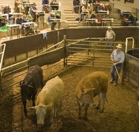 Wagga Wagga Livestock Marketing Centre - Holiday Byron Bay