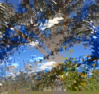 Euroa Arboretum - Holiday Byron Bay