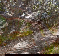 Middle Lagoon Walking Track - Holiday Byron Bay