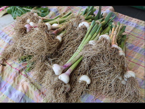 Queanbeyan Park Market - Holiday Byron Bay 0