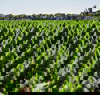 Christmas Tree Farm