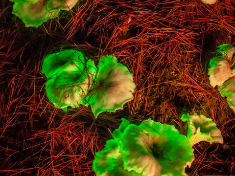 Ghost Mushroom Lane - Holiday Byron Bay 0