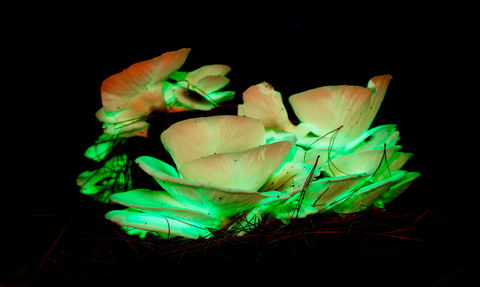 Ghost Mushroom Lane - Holiday Byron Bay 1