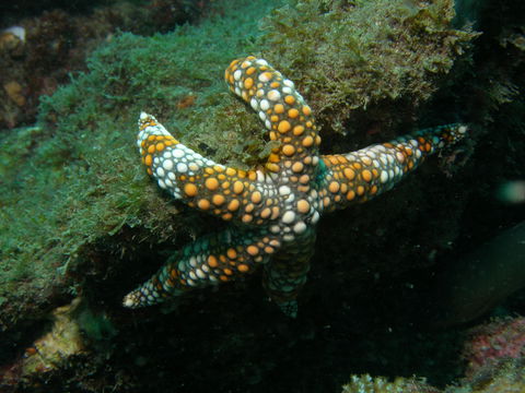 Mudjimba (Old Woman) Island Dive Site - Holiday Byron Bay 0