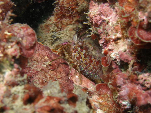 Mudjimba (Old Woman) Island Dive Site - Holiday Byron Bay 2