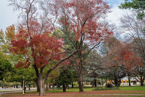 Queanbeyan Central Park - Holiday Byron Bay 1