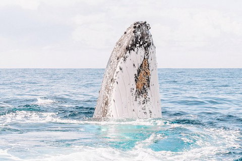 Premier Whale Watching Byron Bay - Holiday Byron Bay 8