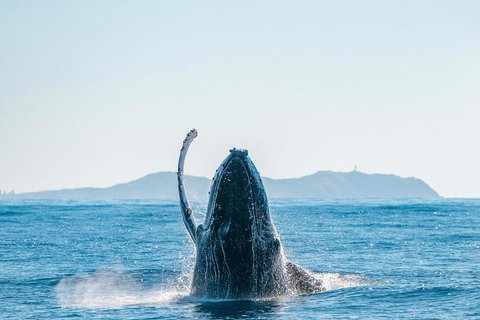 Premier Whale Watching Byron Bay - Holiday Byron Bay 2