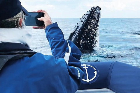 Premier Whale Watching Byron Bay - Holiday Byron Bay 6