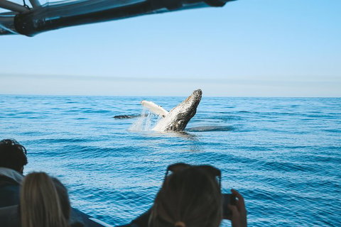 Premier Whale Watching Byron Bay - Holiday Byron Bay 5