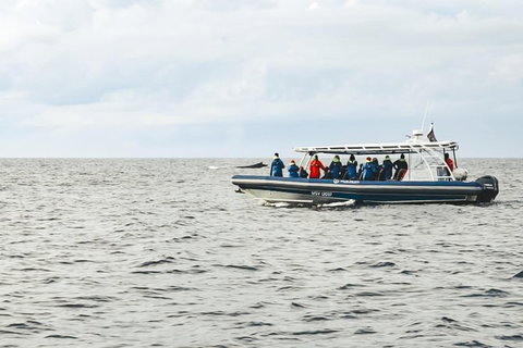 Premier Whale Watching Byron Bay - Holiday Byron Bay 9