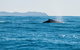 Premier Whale Watching Byron Bay - thumb 4