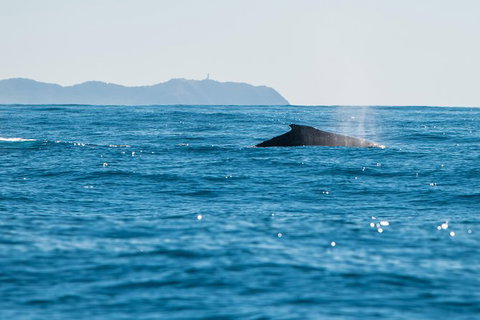 Premier Whale Watching Byron Bay - Holiday Byron Bay 4