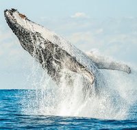 Premier Whale Watching Byron Bay - Holiday Byron Bay