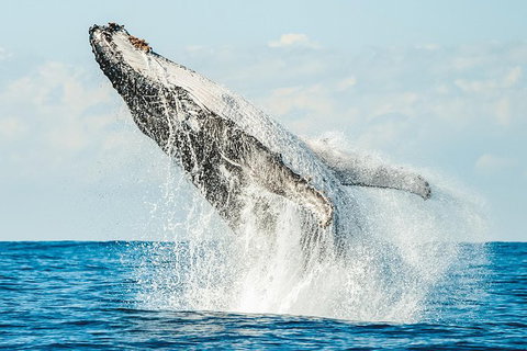 Premier Whale Watching Byron Bay - Holiday Byron Bay 0