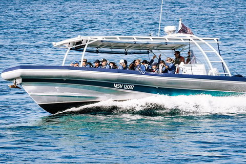 Premier Whale Watching Byron Bay - Holiday Byron Bay 7