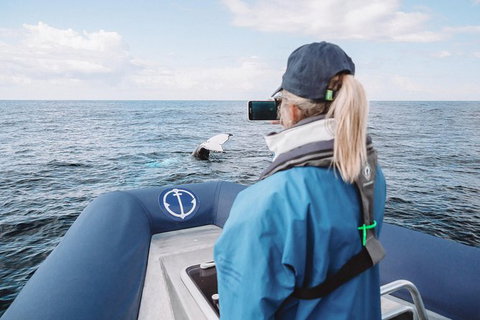 Premier Whale Watching Byron Bay - Holiday Byron Bay 10