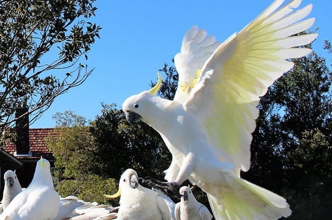 Half Day Manly Beach And More - Holiday Byron Bay 1