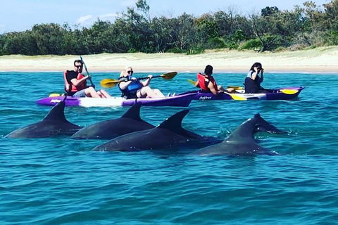Half Day Dolphin Kayaking And Snorkeling Tour - Holiday Byron Bay 1