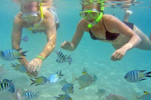 Half Day Dolphin Kayaking And Snorkeling Tour - Holiday Byron Bay 4