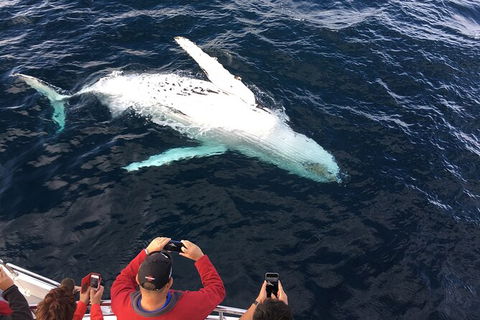 PRIVATE Whale Watching Tour - Up To 11 People In Your Group - Holiday Byron Bay 1