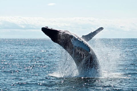PRIVATE Whale Watching Tour - Up To 11 People In Your Group - Holiday Byron Bay 0