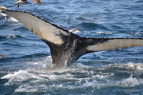 PRIVATE Whale Watching Tour - Up To 11 People In Your Group - Holiday Byron Bay 2