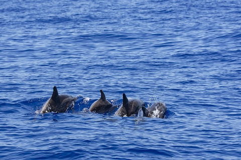 PRIVATE Whale Watching Tour - Up To 11 People In Your Group - Holiday Byron Bay 3