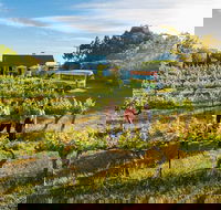 Barossa Valley Highlights from Barossa Valley Including Wine and Cheese Tasting - Holiday Byron Bay