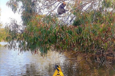 Kangaroo Island Self-Guided Kayaking On The Harriet River - Holiday Byron Bay 5