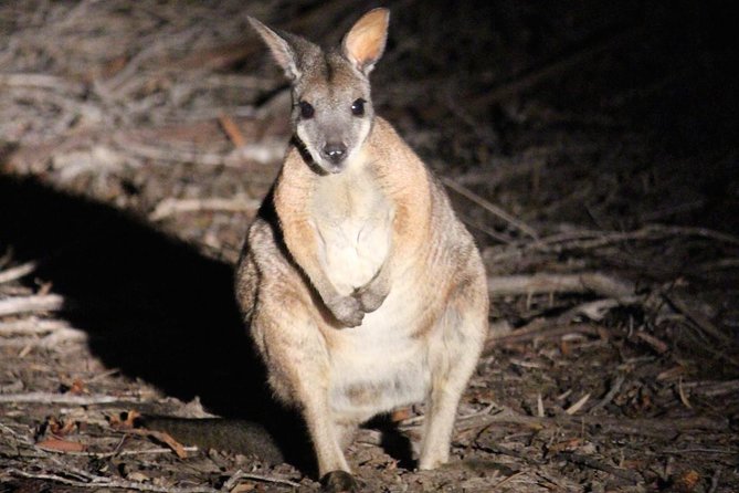 Rocky Camp SA Holiday Byron Bay
