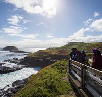 Full-Day Bus Tour Phillip Island Wildlife and Brighton Beach - Holiday Byron Bay