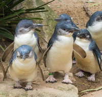 Healesville Sanctuary And Phillip Island Wildlife Bus Tour - Holiday Byron Bay