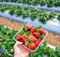 Mornington Peninsula Private Food Trail Tour with Pickup - Holiday Byron Bay
