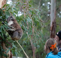2 Day Exclusively Private Tour Of Phillip Island  The Great Ocean Road - Holiday Byron Bay