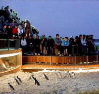 Phillip Island Tours Up to 11 Persons - Holiday Byron Bay