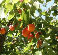 Melbourne Private Fruit Picking Tours Up to 11 Persons - Holiday Byron Bay