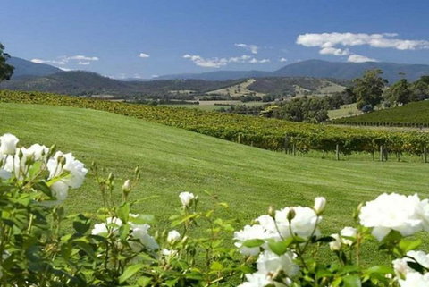 1H Yarra Valley Discover Vineyard Experience Segway Tour - Holiday Byron Bay 4